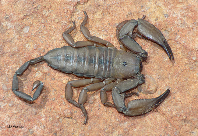 Hadogenes troglodytes