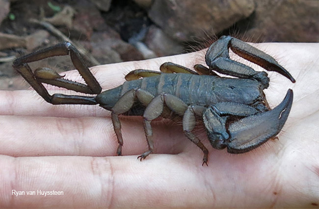 Hadogenes troglodytes