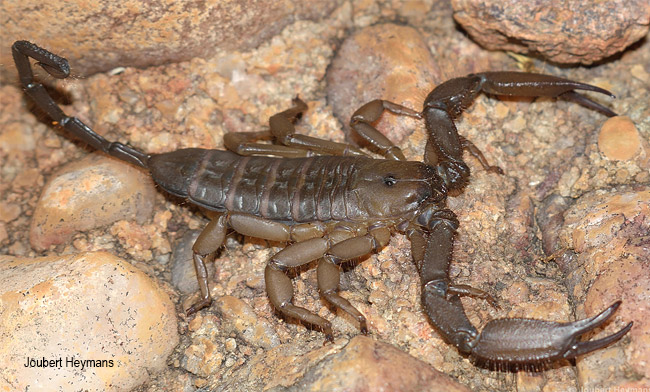 Hadogenes troglodytes