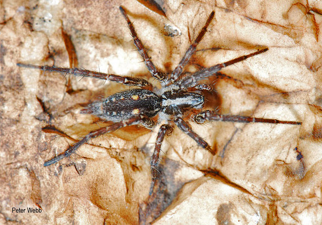 Benoitia ocellata