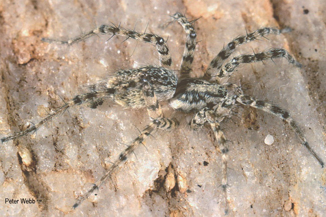 Mistaria zuluana