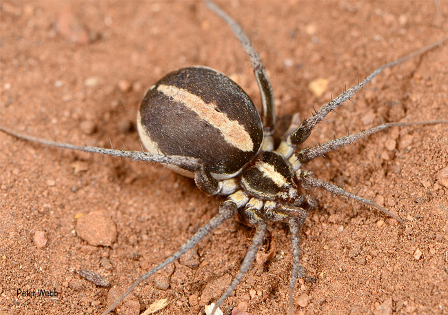 Ammoxenus amphalodes female