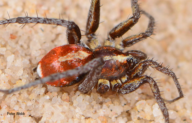 Ammoxenus amphalodes male