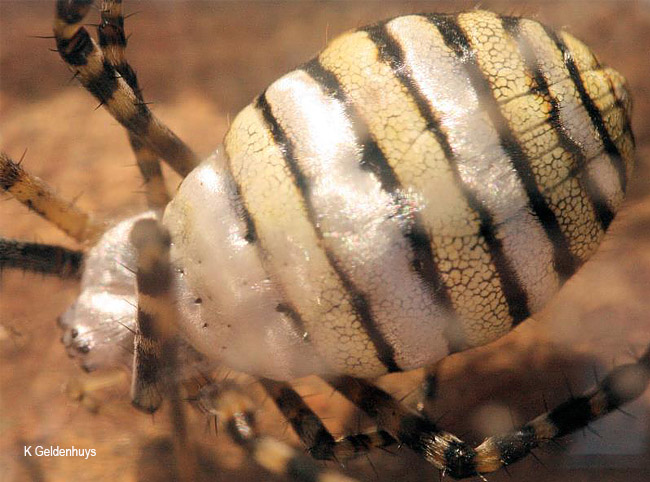 Argiope trifasciata