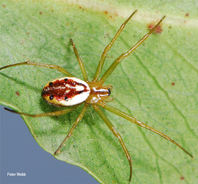 Araneus holzaphelae