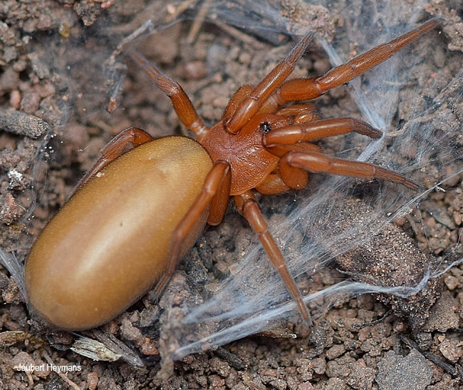 Caponia chelifera