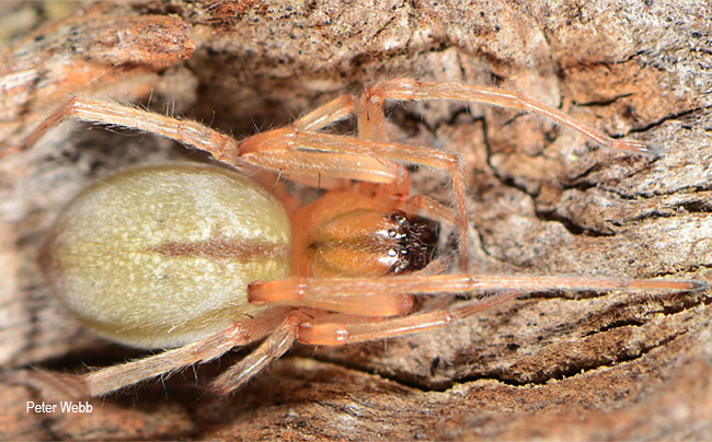 Cheiracanthium aculeatum