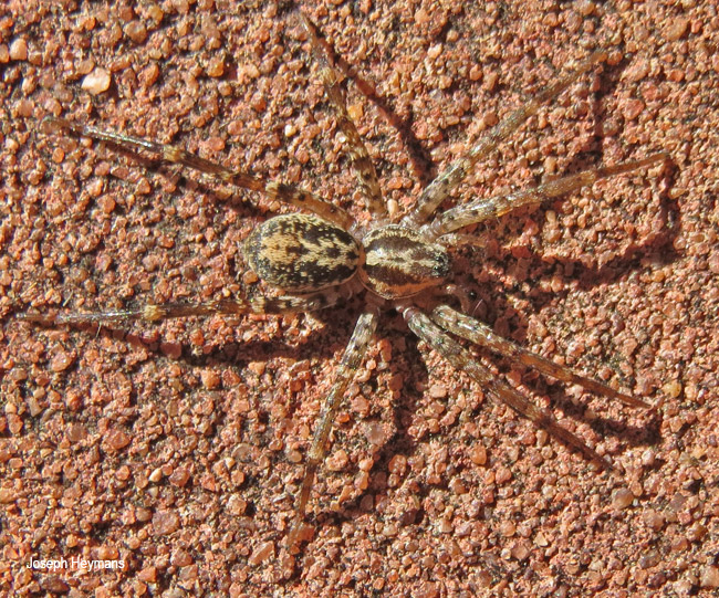 Copuetta lacustris