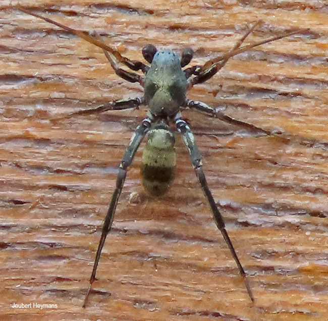 Corinnomma species