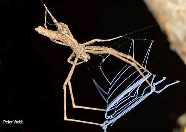 Menneus camelus