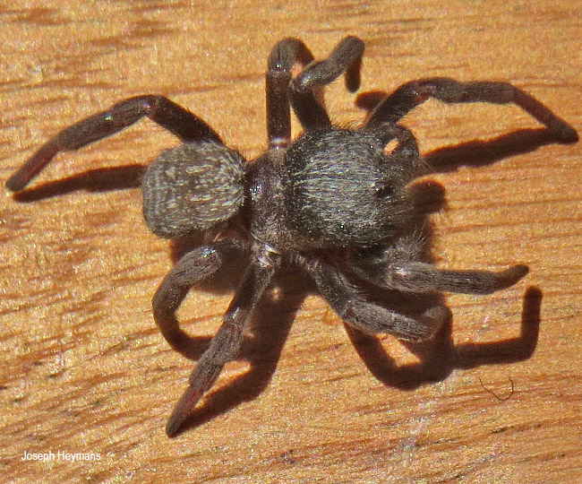 Gandanameno fumosa