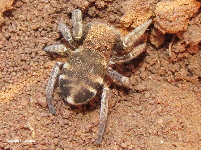 Seothyra fasciata