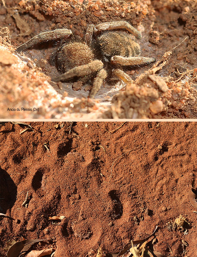 Seothyra schreineri