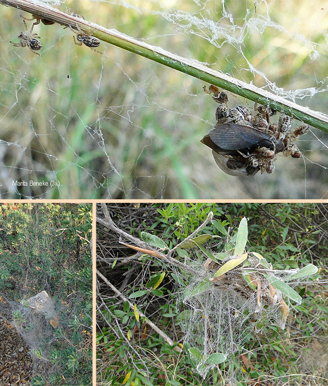 Stegodyphus dumicola