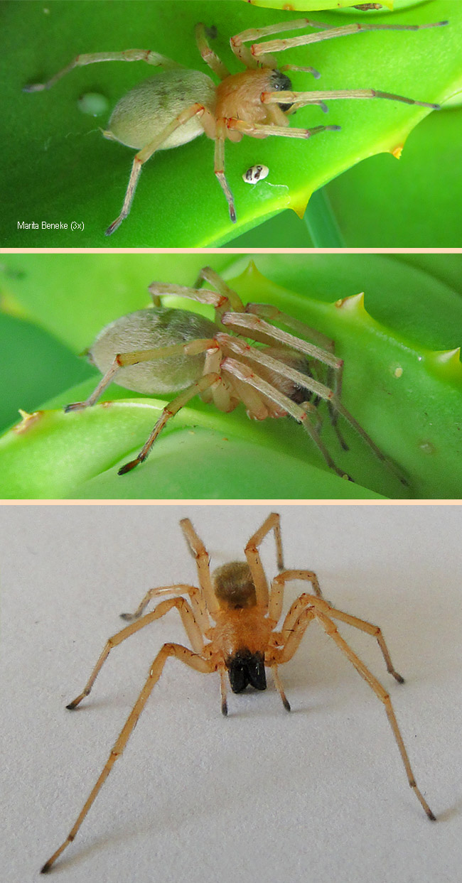 Cheiracanthium furculatum