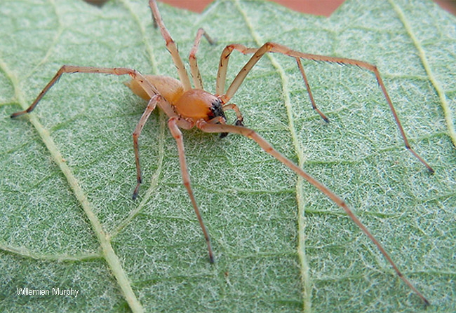 Cheiracanthium furculatum