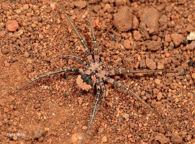 Tyrotama australis