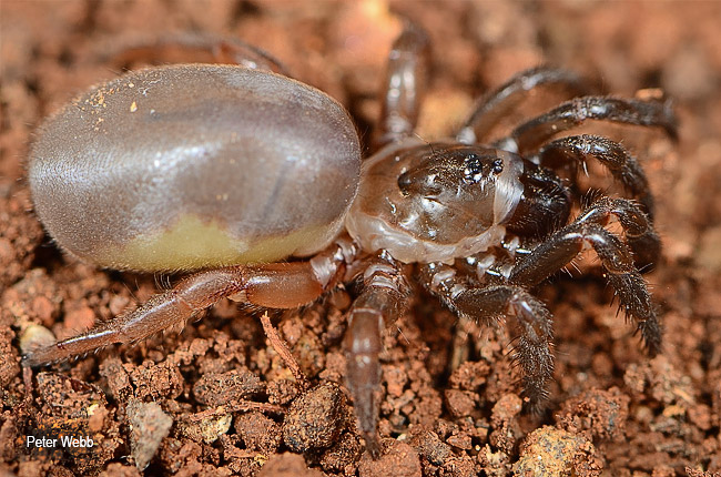 Ctenolophus fenoulheti