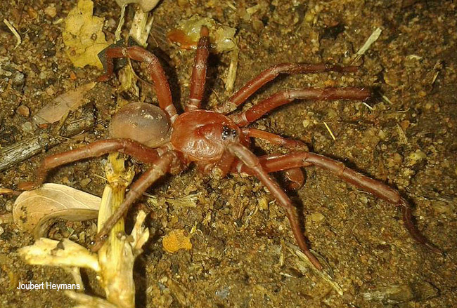 Idiops species