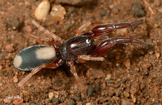 Diaphorocellus biplagiatus