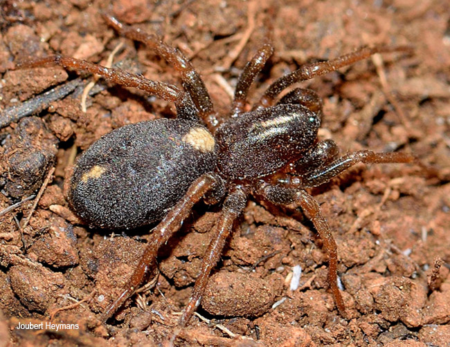 Diaphorocellus biplagiatus
