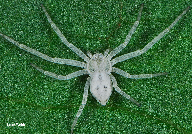 Gephyrota glauca
