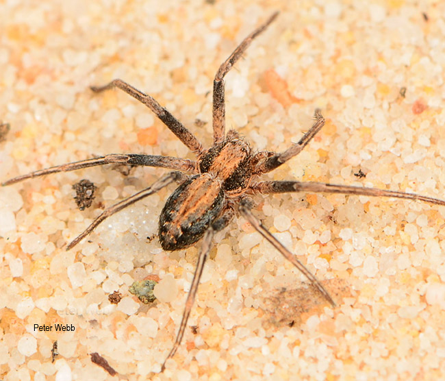 Philodromus grosi