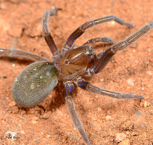 Vidole sothoana