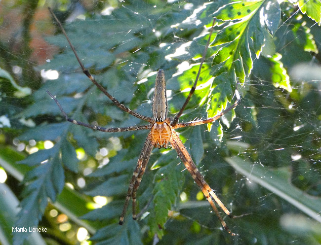 Euprosthenops bayaonianus