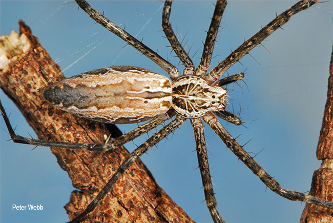 Euprosthenopsis vuattouxi