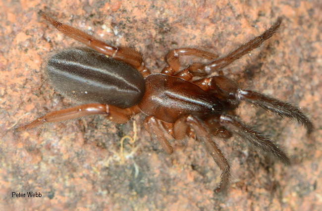 Ariadna bilineata