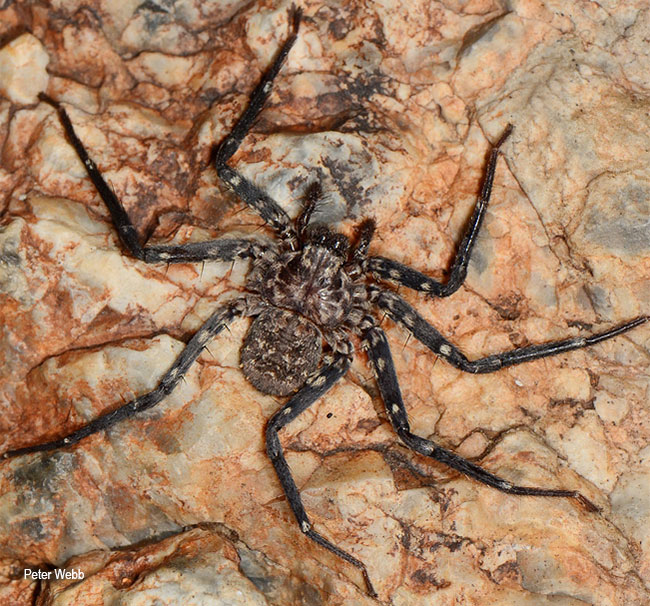 Selenops ansieae