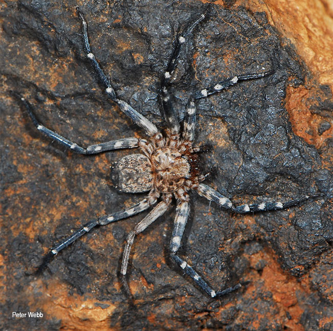 Selenops radiatus