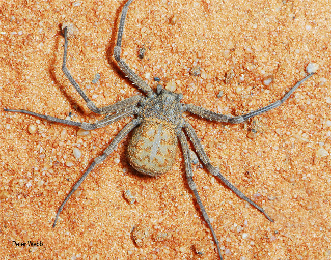 Hexophthalma hahni