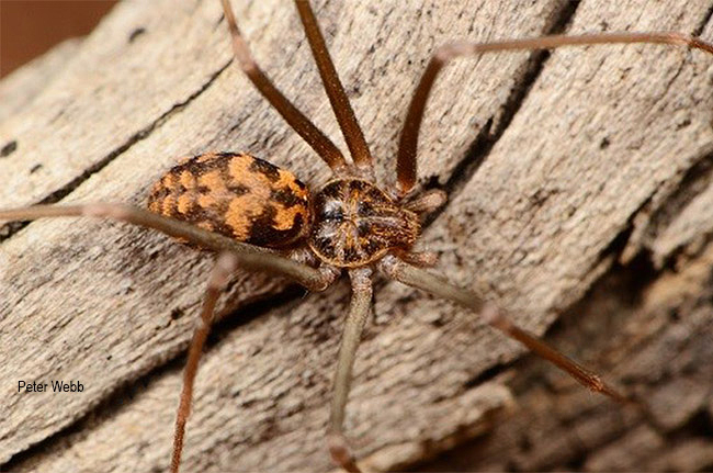 Loxosceles simillima