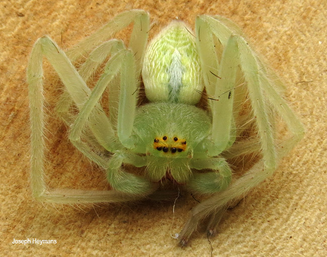 Olios auricomis