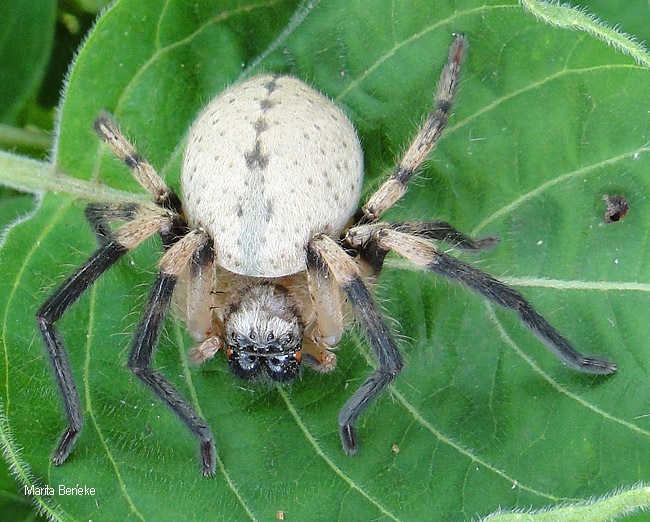 Olios species