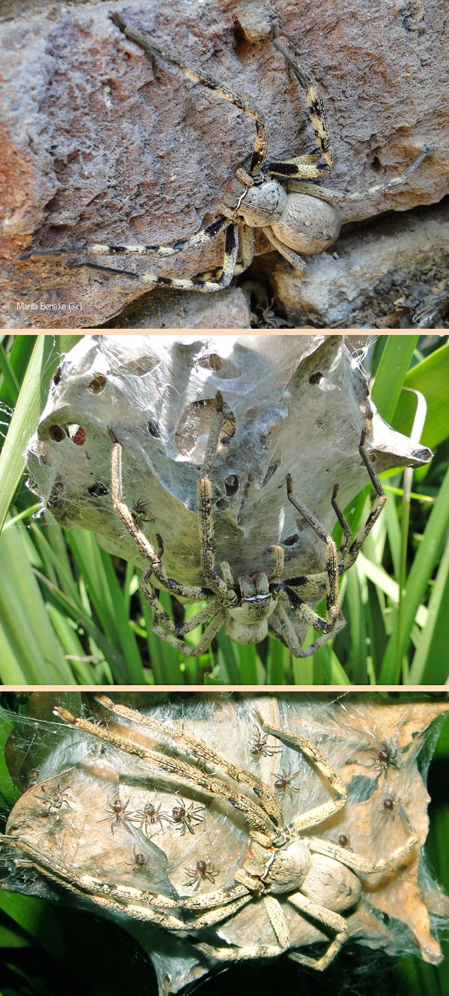 Palystes superciliosus