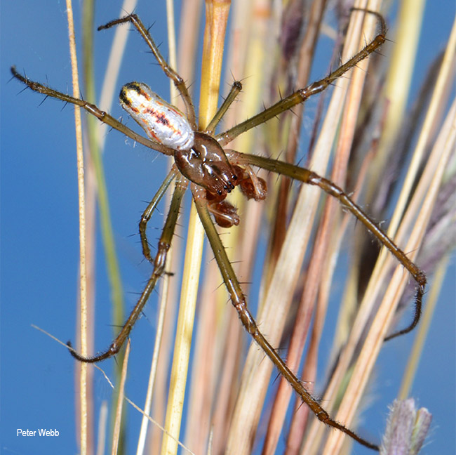 Leucauge kibonotensis