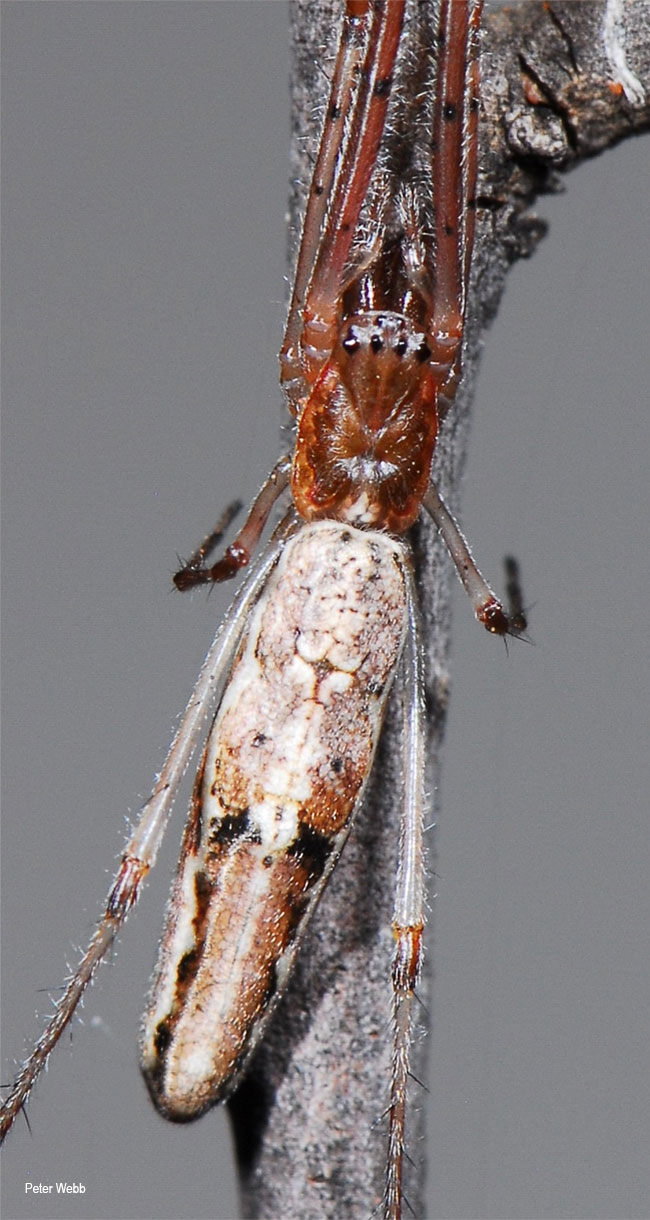 Tetragnatha boydi