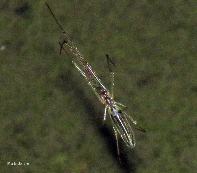 Tetragnatha species