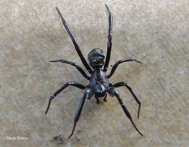 Steatoda capensis