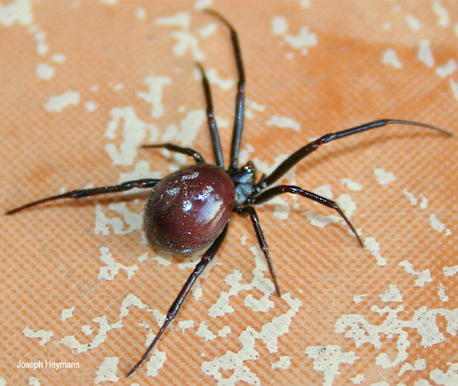Steatoda capensis