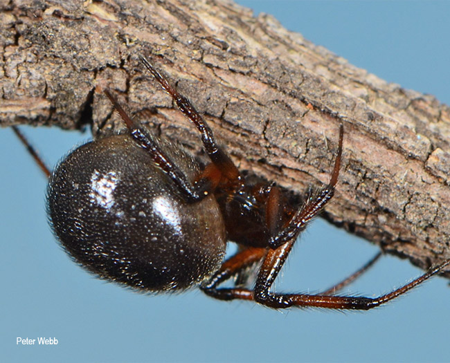 Steatoda capensis