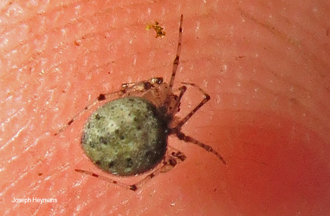Theridion species