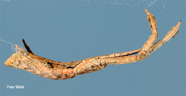 Miagrammopes brevicaudus