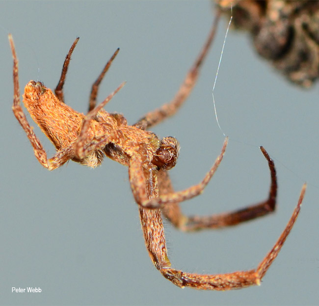 Uloborus plumipes male