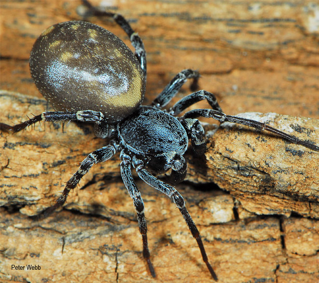 Capheris decoratus