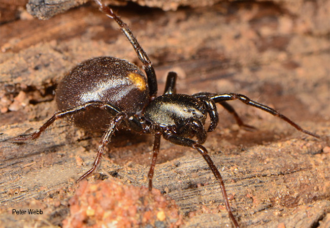 Systenoplacis vandami