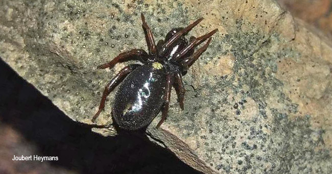 Systenoplacis vandami